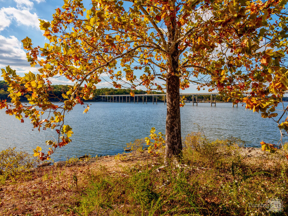 Golden River Birch By Nemo Bridge