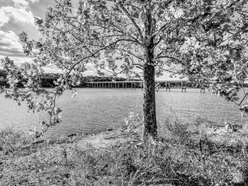 River Birch By Nemo Bridge Grayscale