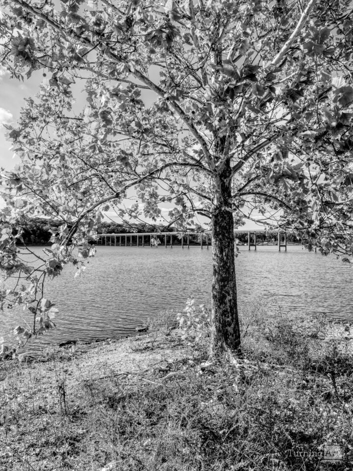 River Birch At Pomme de Terre Lake Grayscale