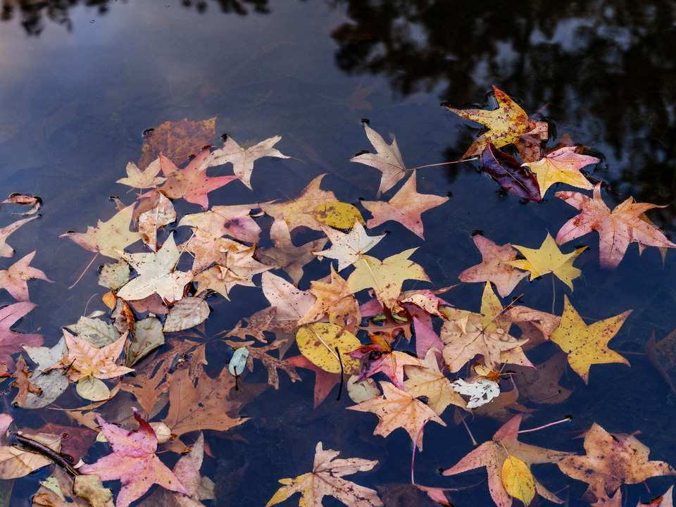 Fallen Pastel colored leaves in a small Pond