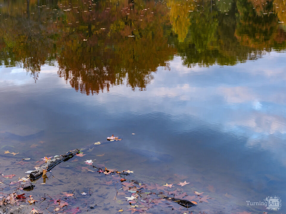 Autumn Trees and Leaves reflected in a small Pond