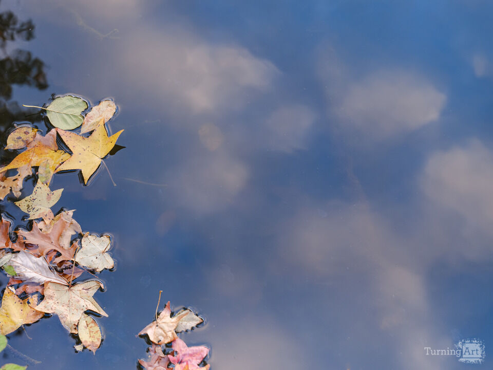 Autumns Fallen Leaves in a tranquil Calm Pond