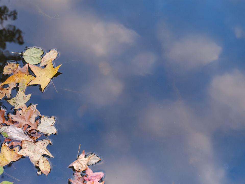 Autumns Fallen Leaves in a tranquil Calm Pond