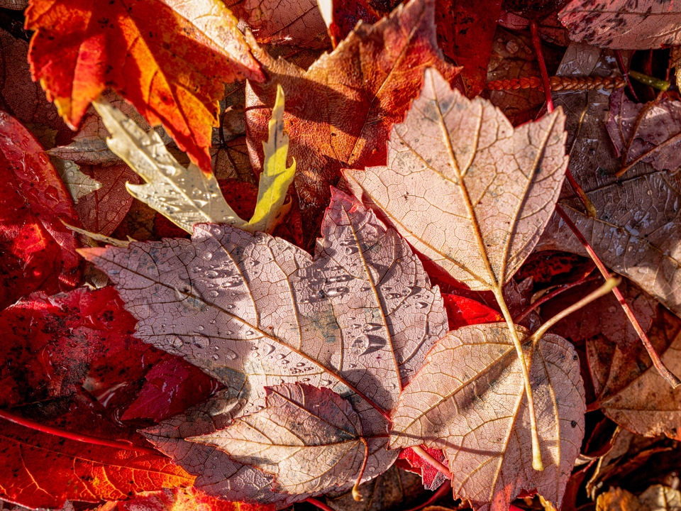 Colorful red & Pink Autumn Leaves