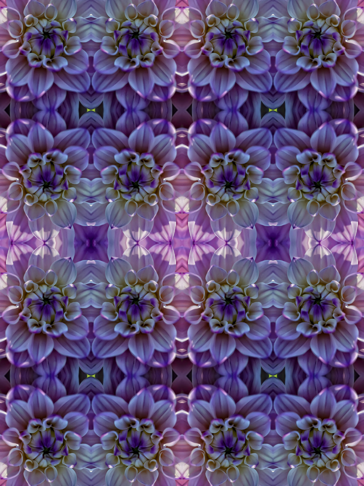 Dahlias and More Dahlias