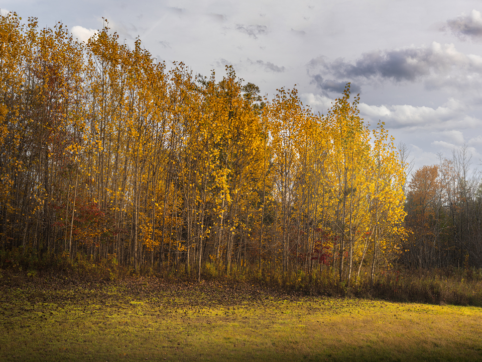 Wisconsin Autumn Forest Edge