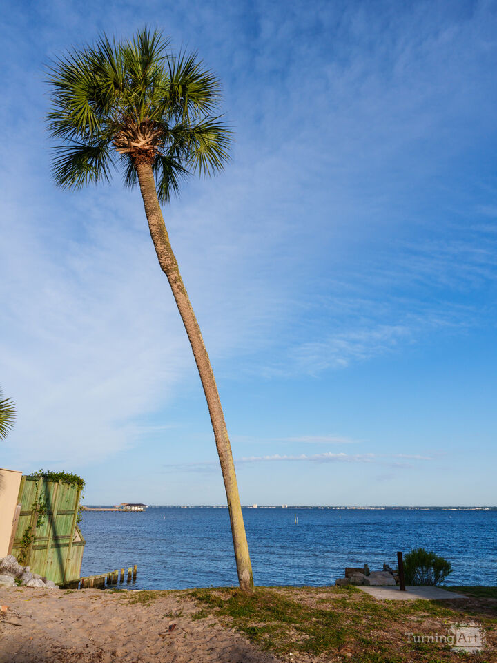 Leaning Palm Tree Gulf Breeze