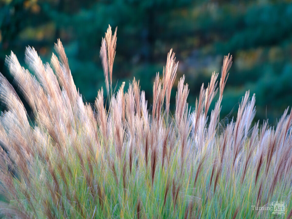Flowing Wild Grasses