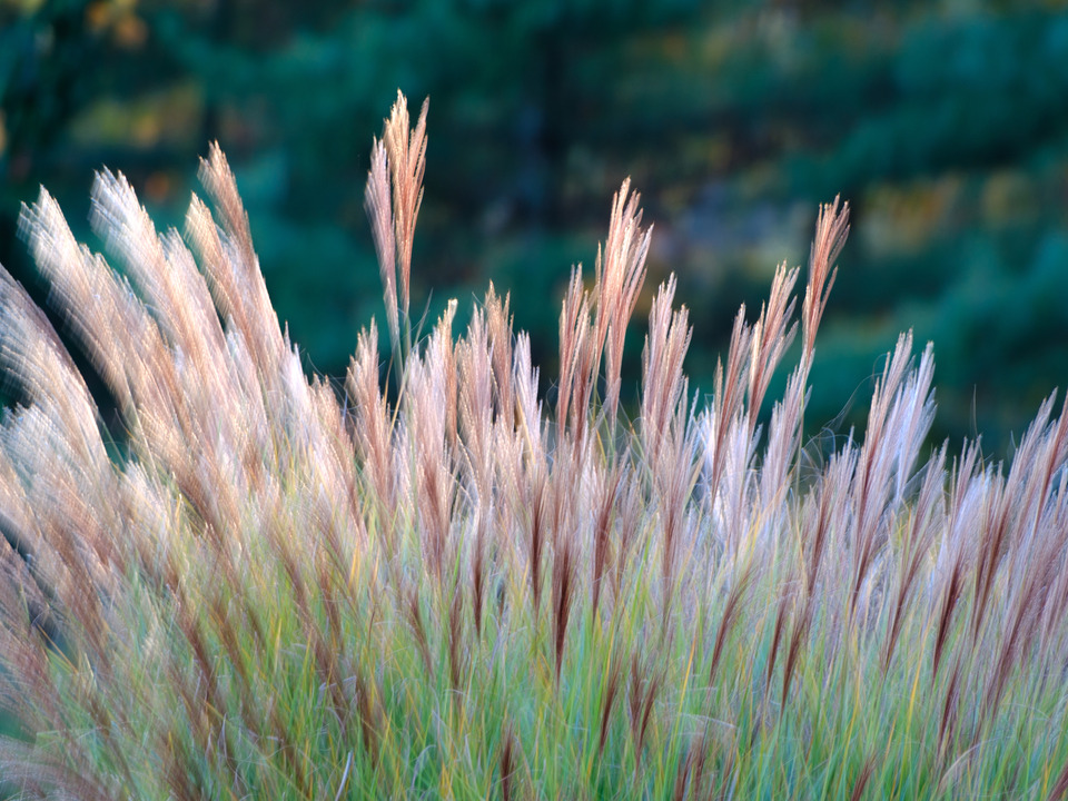 Flowing Wild Grasses