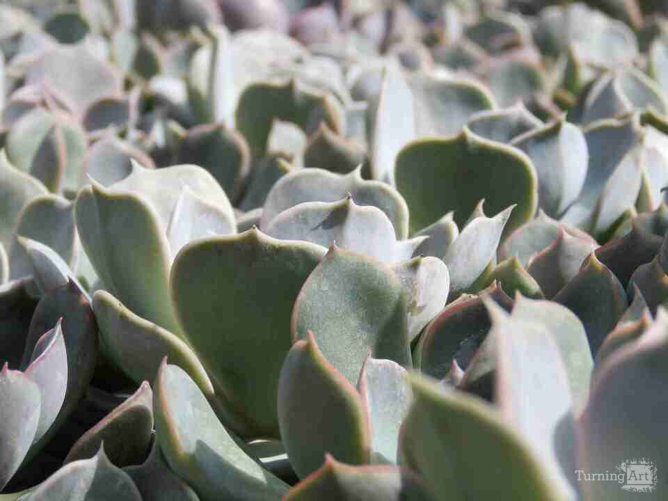 Cacti Leaves