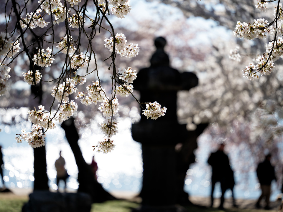 Cherry Blossoms, Tidal Basin, Washington DC