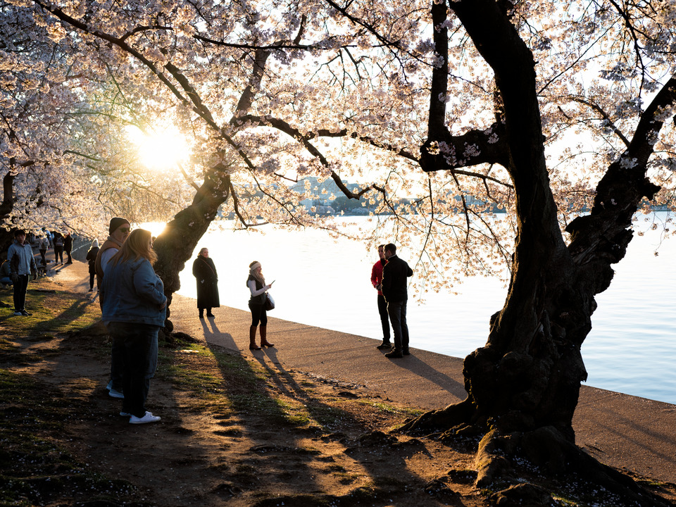 Cherry Blossoms Sunrise, Washington DC