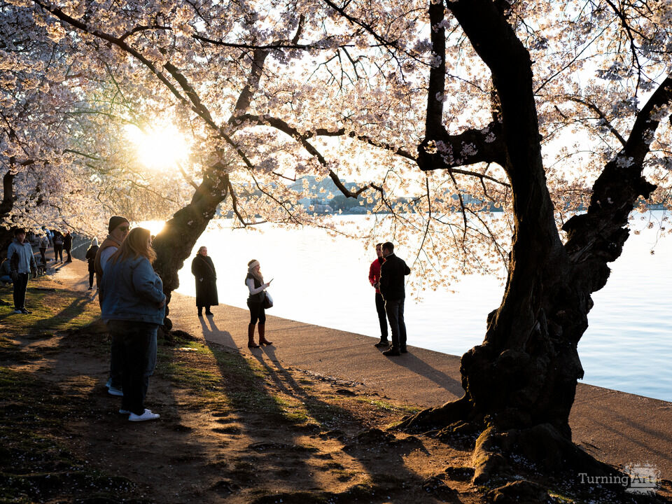 Cherry Blossoms, Tidal Basin, Washington DC