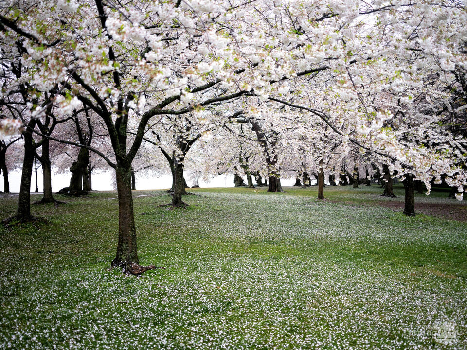 Cherry Blossom Snow, Washington DC