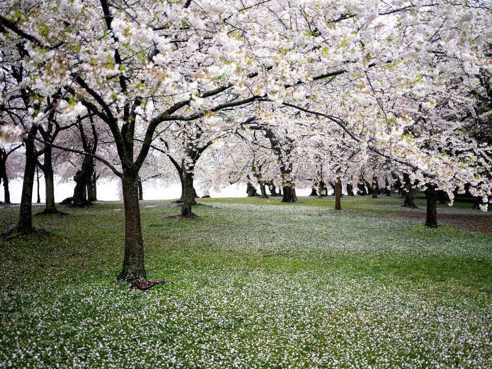 Cherry Blossom Snow, Washington DC