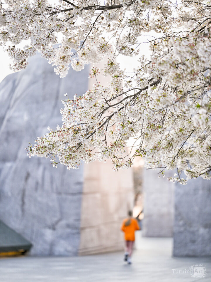 Cherry Blossoms, Tidal Basin, Washington DC