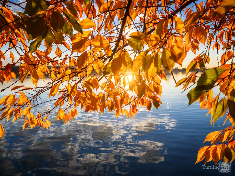 Cherry Tree Foliage, Tidal Basin, Washington DC