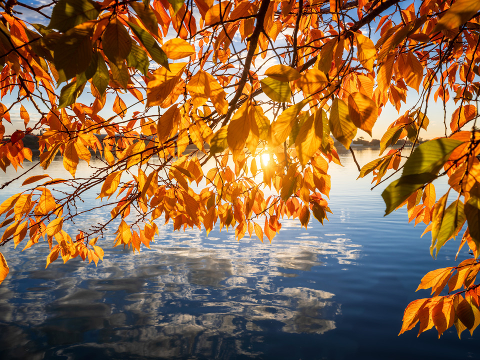Cherry Tree Foliage, Tidal Basin, Washington DC