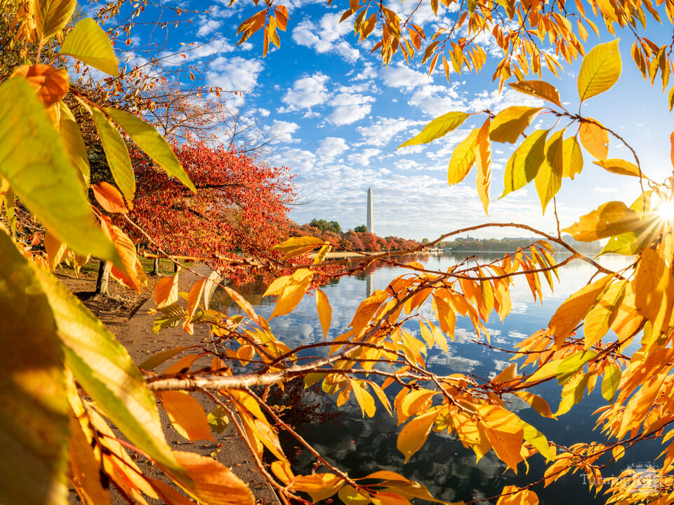 Cherry Trees Fall Sunrise, Washington DC