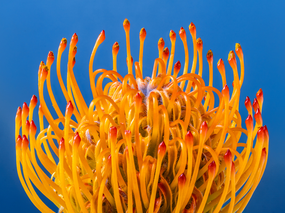 "California Sunshine" Pincushion Protea