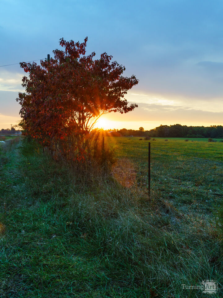 Country Red Sumac At Sunrise