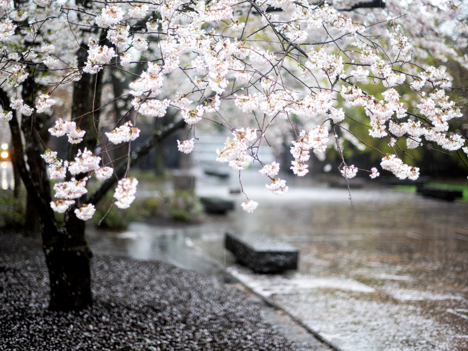 Cherry Blossoms in the Rain, Washington DC