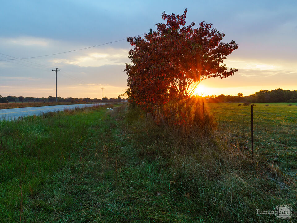 Red Sumac Tree Sunrise Countryside