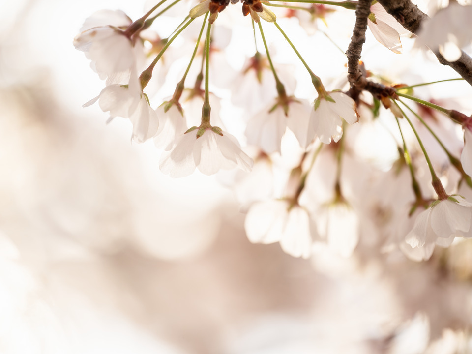 Cherry Blossoms in the Morning Light Washington DC