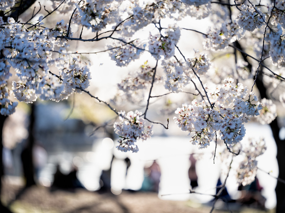 A Cherry Blossoms Afternoon, Washington DC