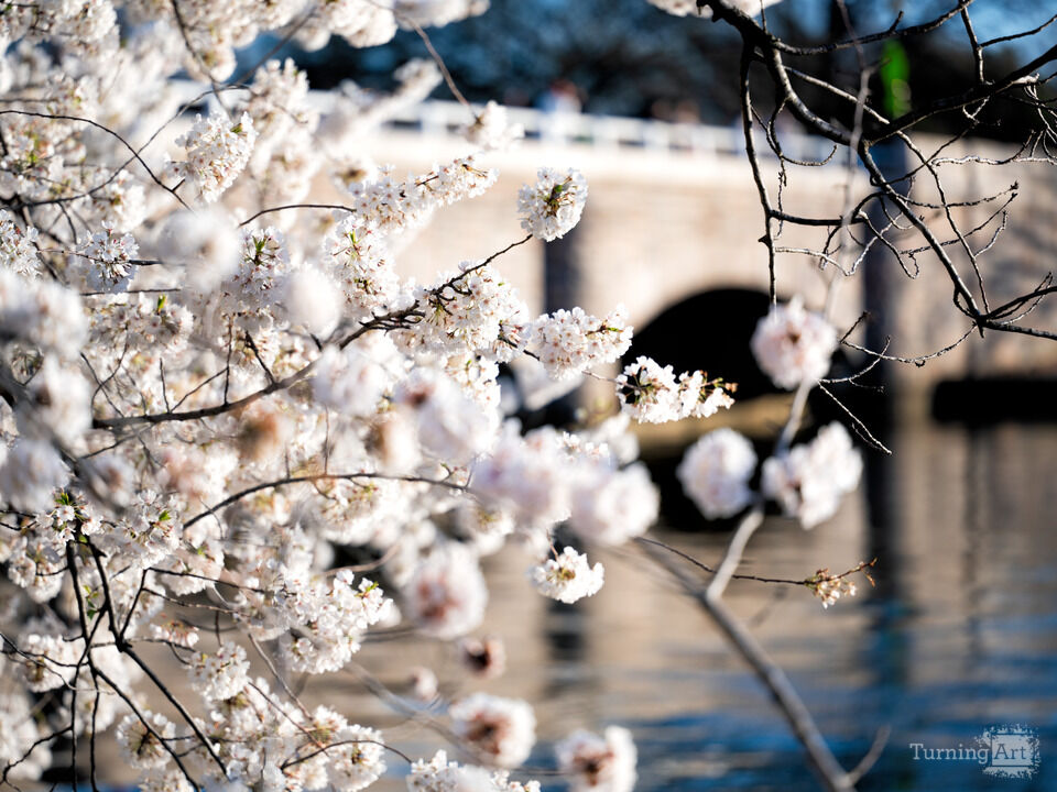 Cherry Blossoms and Bridge, Washington DC