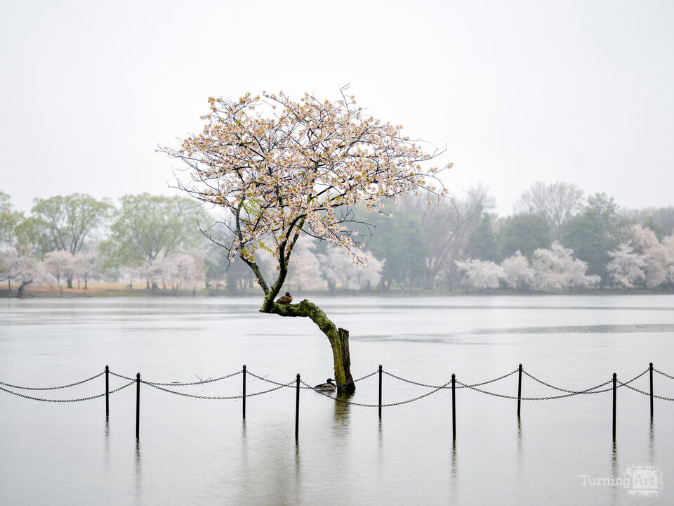 Cherry Tree Island, Washington DC