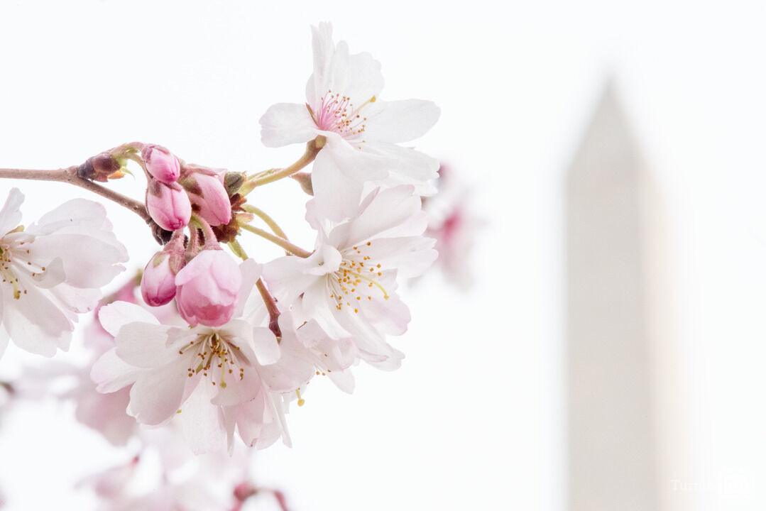 Cherry Blossoms & Washington Monument