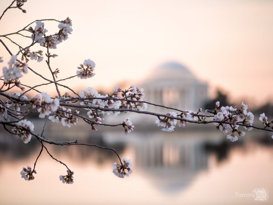 Morning Cherry Blossoms and the Jefferson Memorial