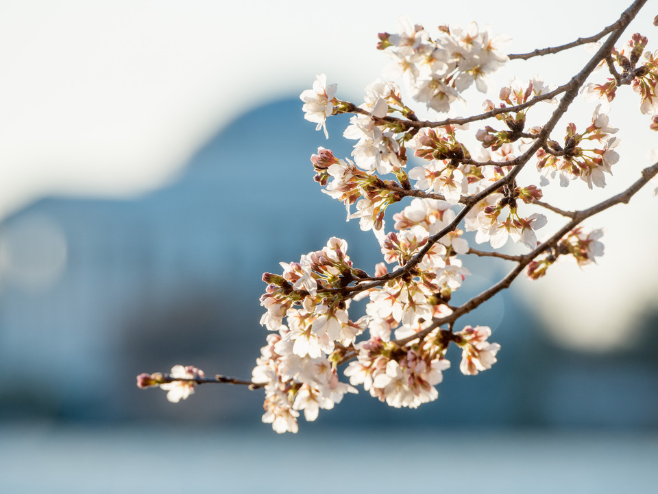 DC Cherry Blossoms & Jefferson Memorial