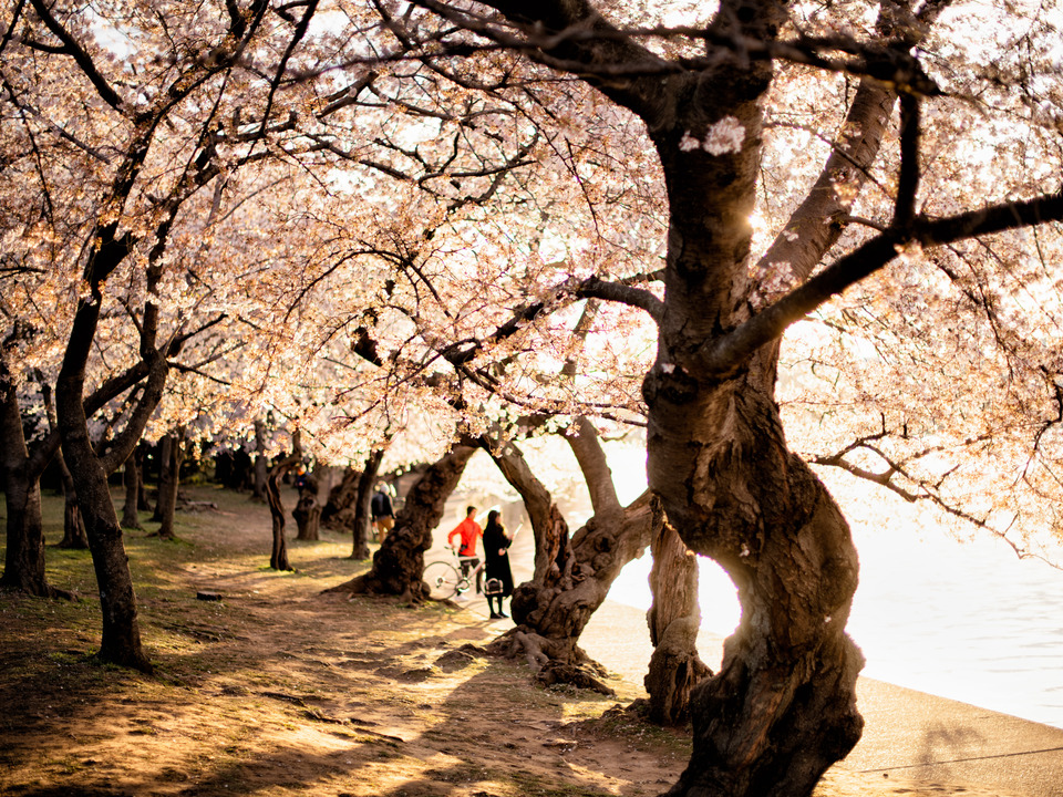 Golden Hour Cherry Blossoms, Washington DC