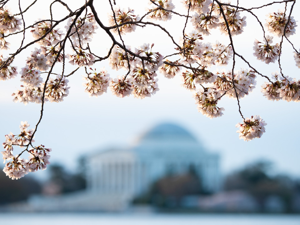Cherry Blossoms and Thomas Jefferson Memorial