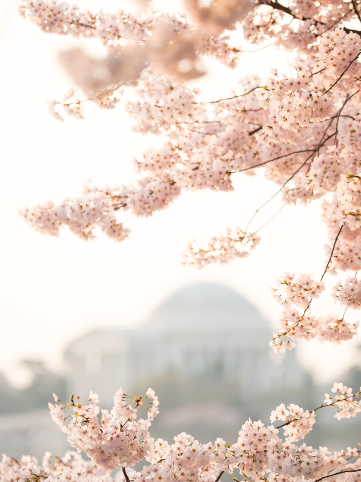 Cherry Blossoms & Jefferson Memorial, Tidal Basin