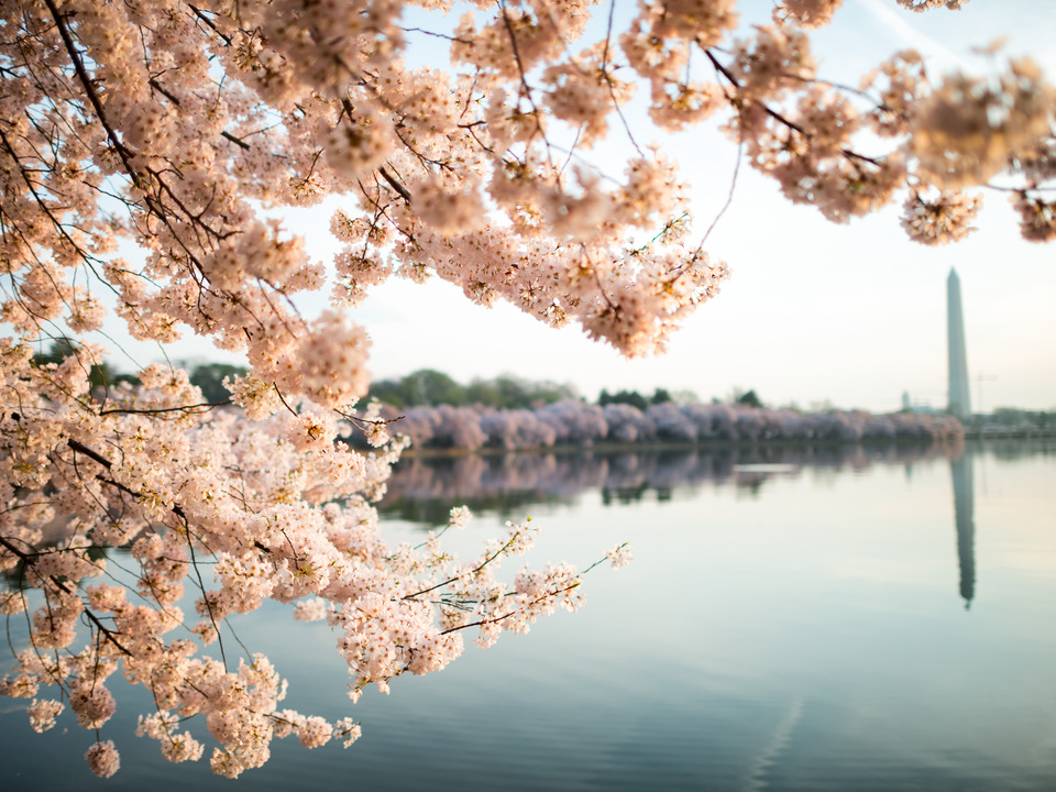 Cherry Blossoms & Washington Monument, Tidal Basin