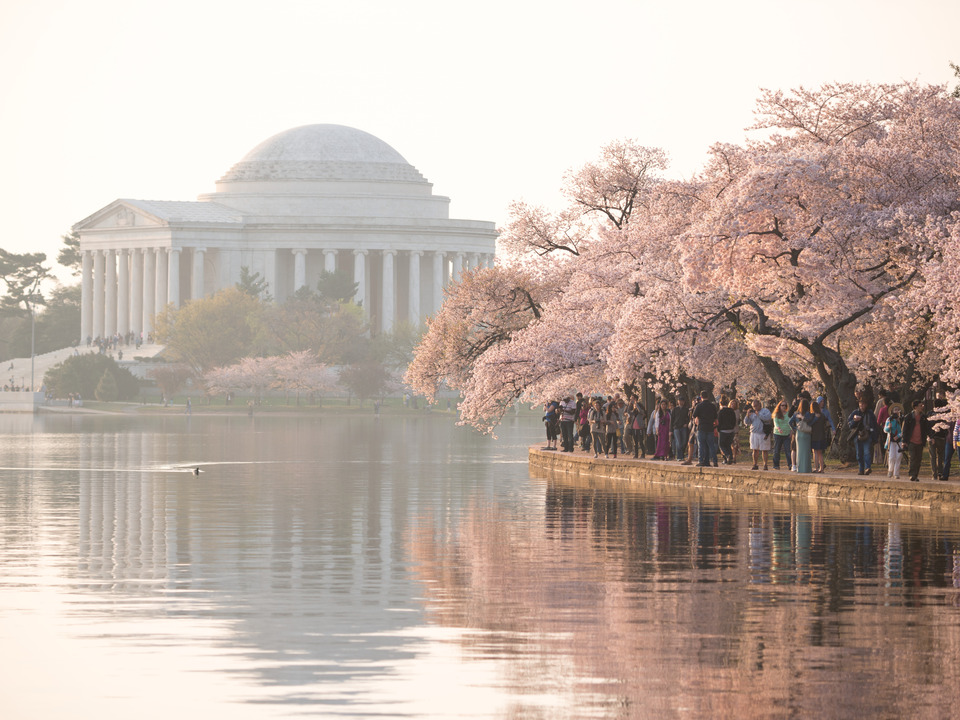 Cherry Blossom Viewing, Washington DC