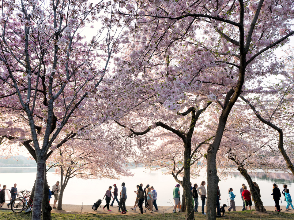 Morning Cherry Blossoms, Washington DC