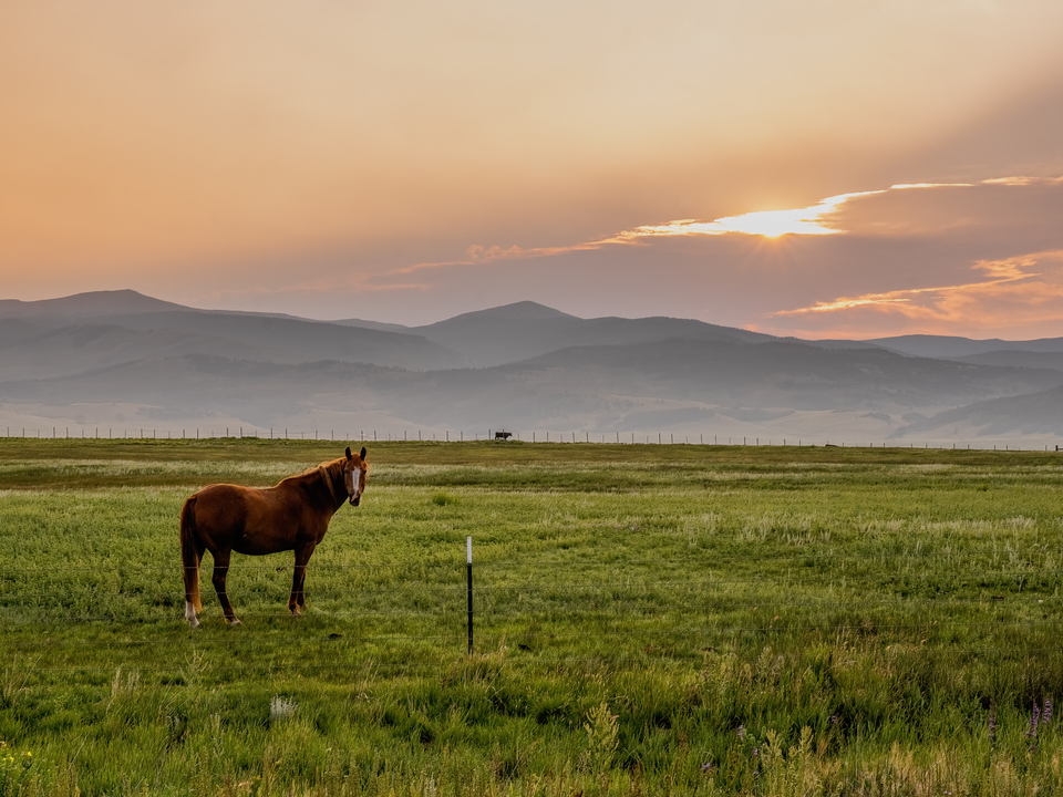 Horse at First Light
