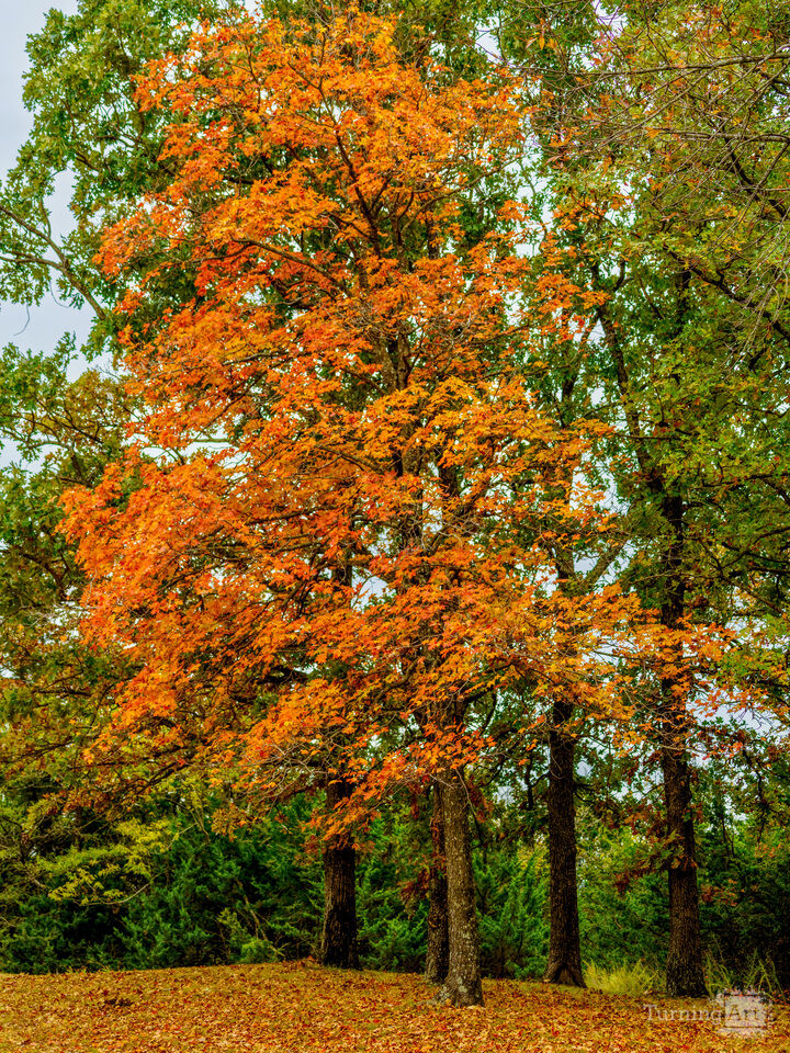 Stand Tall And Shine