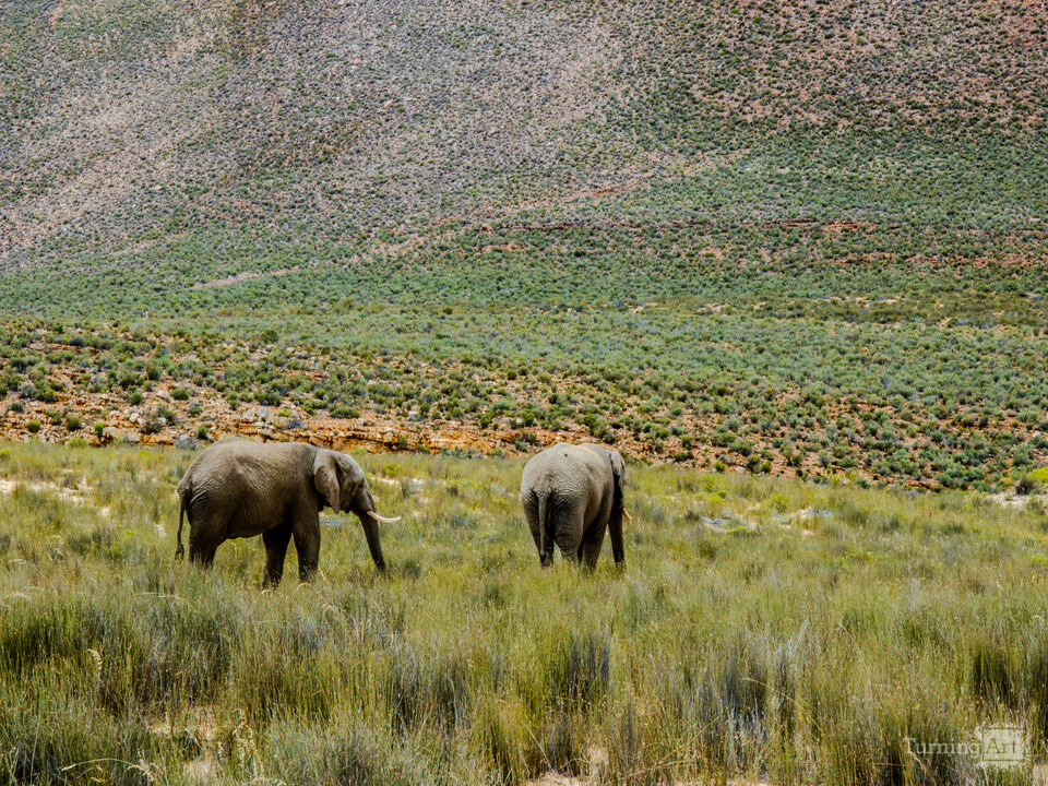 Wandering Giants