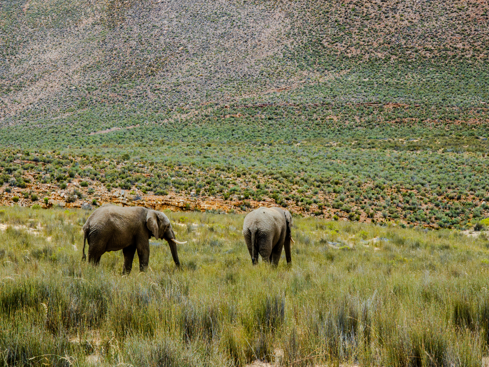 Wandering Giants