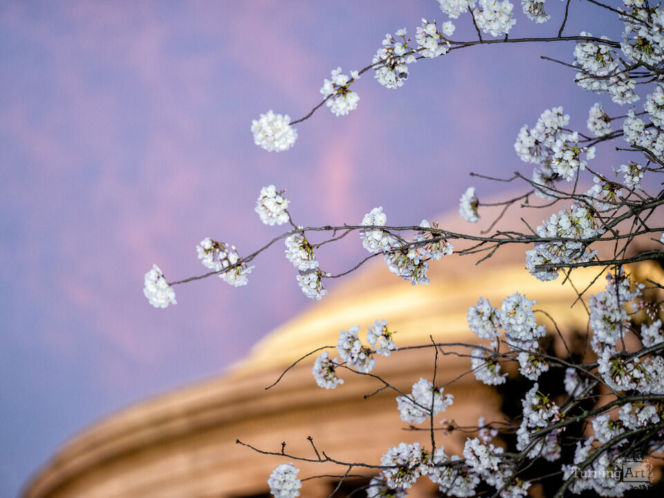 Cherry Blossoms at Dawn at the Jefferson Memorial