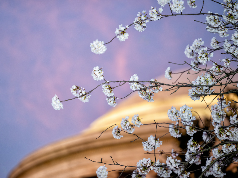 Cherry Blossoms at Dawn at the Jefferson Memorial