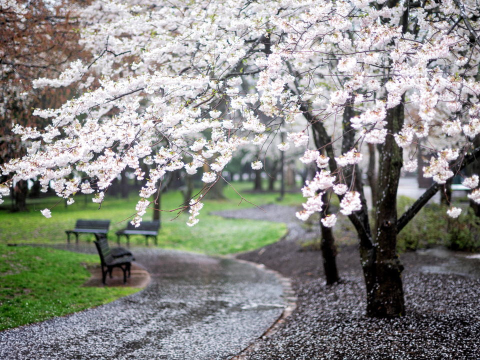 Cherry Petals on Path, Tidal Basin