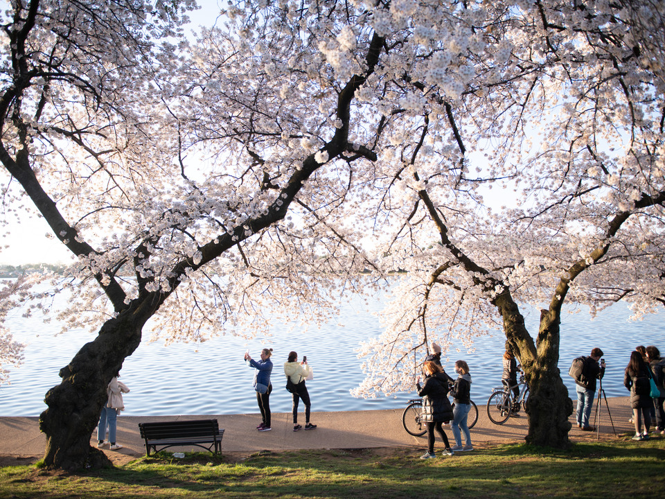 Tidal Basin Cherry Blossoms in Early Morning Light