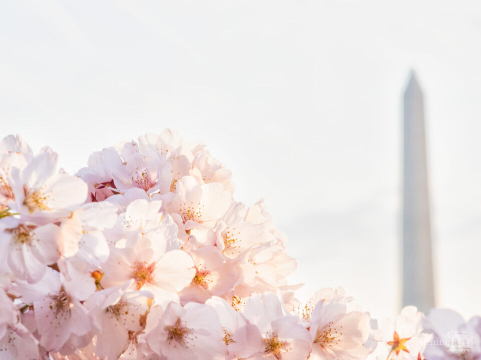 Morning Cherry Blossoms, Washington Monument, DC