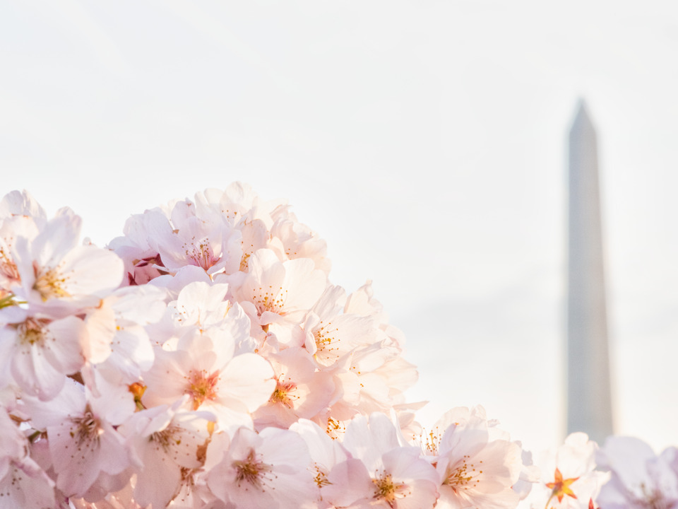 Morning Cherry Blossoms, Washington Monument, DC